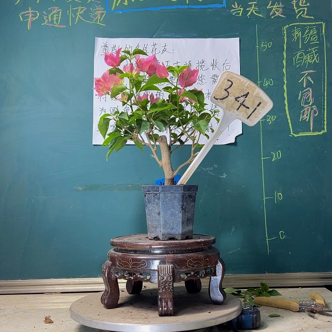 当前无花栽培后可以开花绿叶水晶 大宝341