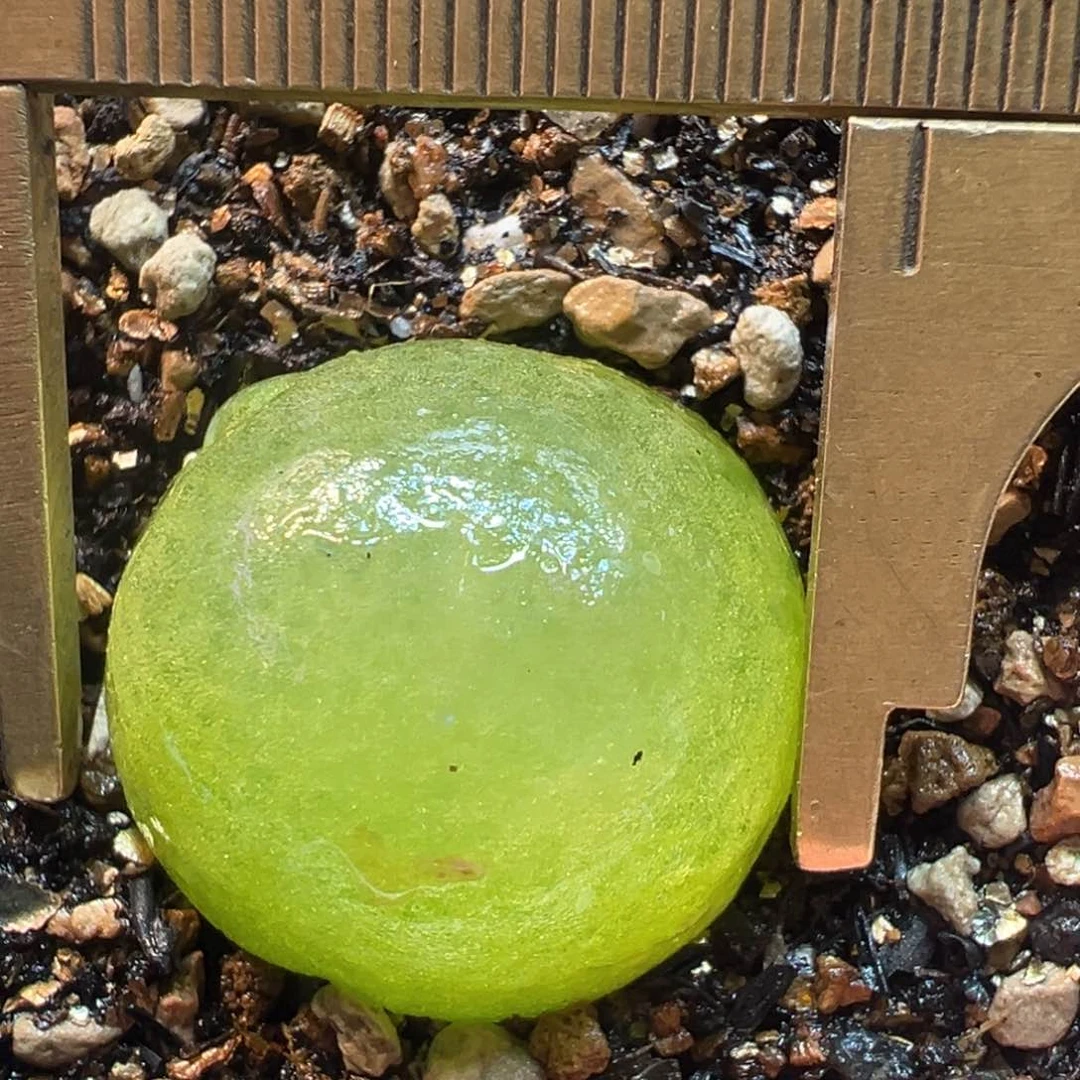 2.4厘米灯泡多肉植物