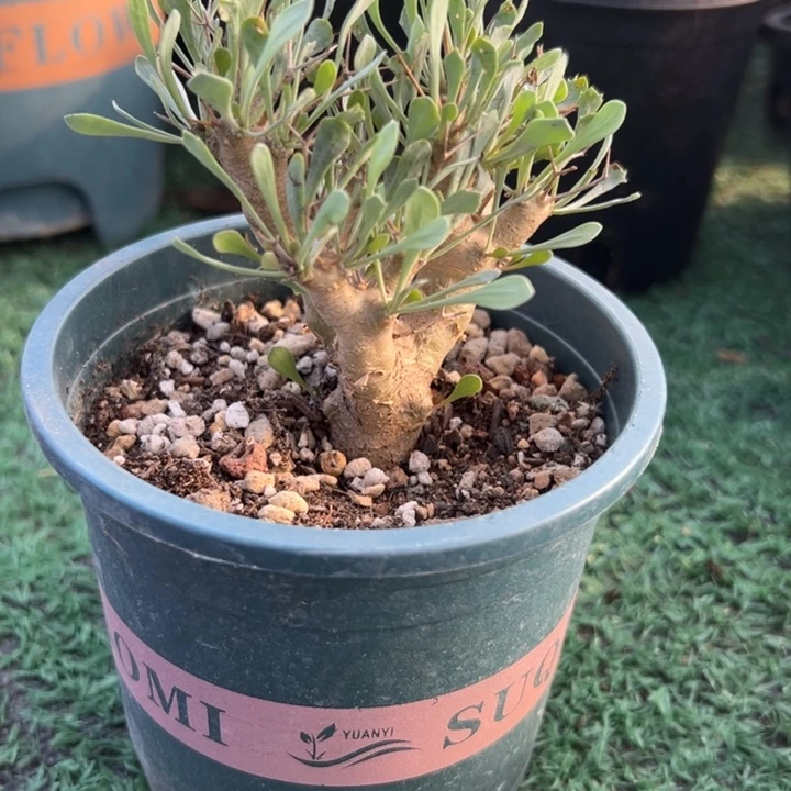 实生黑鬼殿，一物一拍