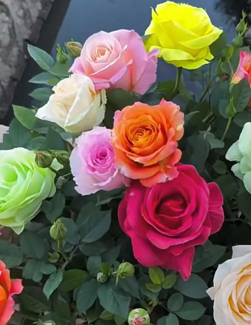 多品种盆栽绿植地栽阳台绿植庭院好种好养活