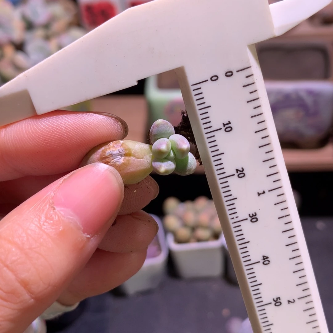 还好哈哈哈天空美人