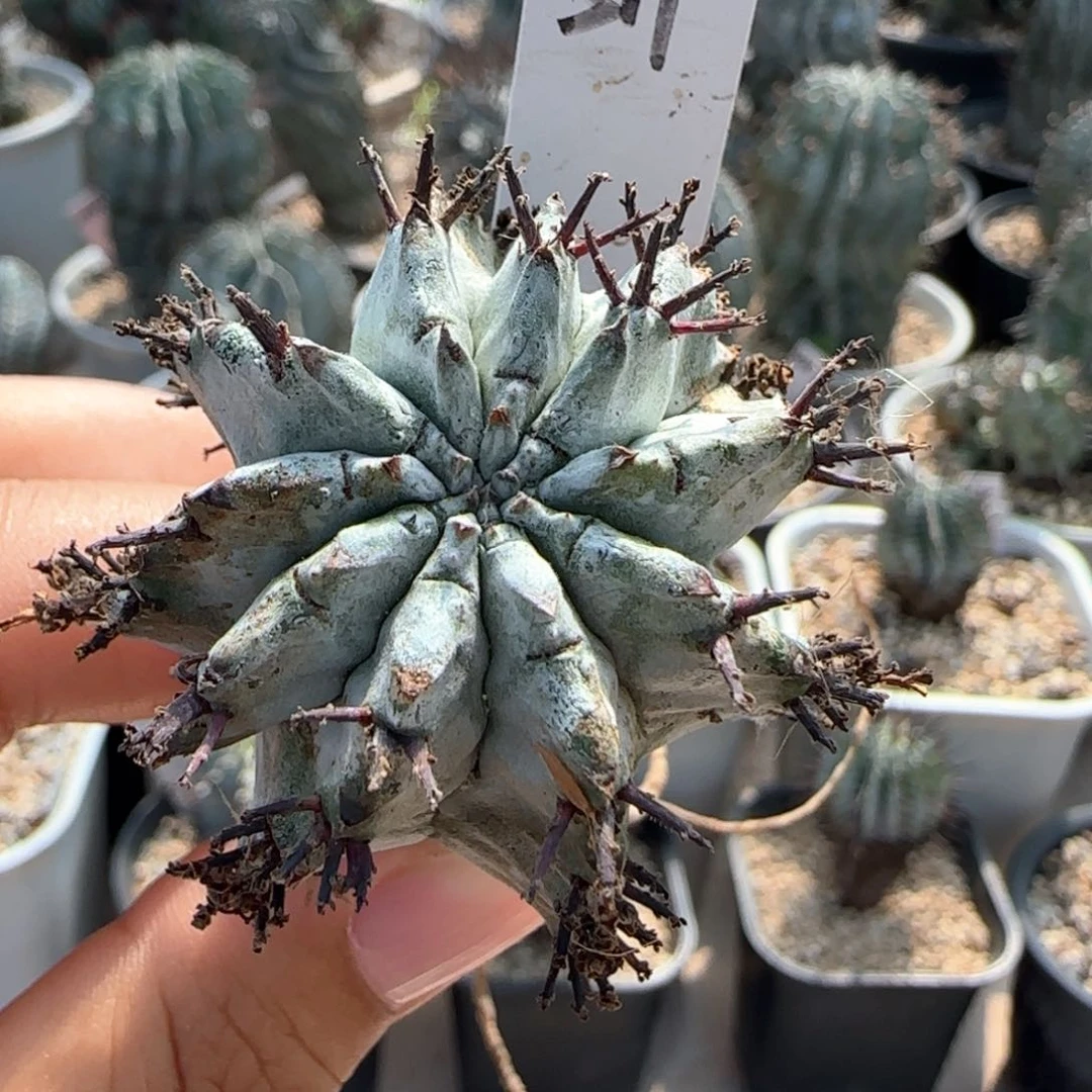 511太白肌白衣魁伟玉