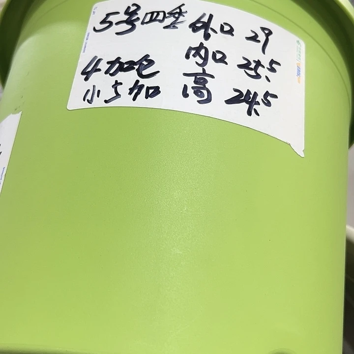特价5四季口29高24.5果绿无托6只