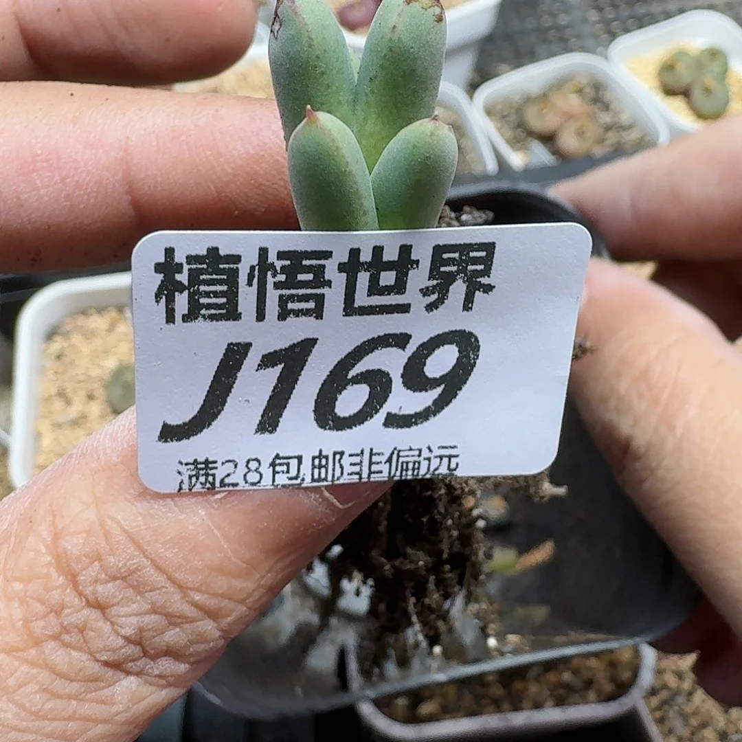 多肉植物的人生ghnm