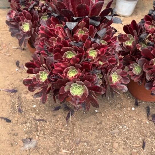 金丝雀12.88加急发明天早上