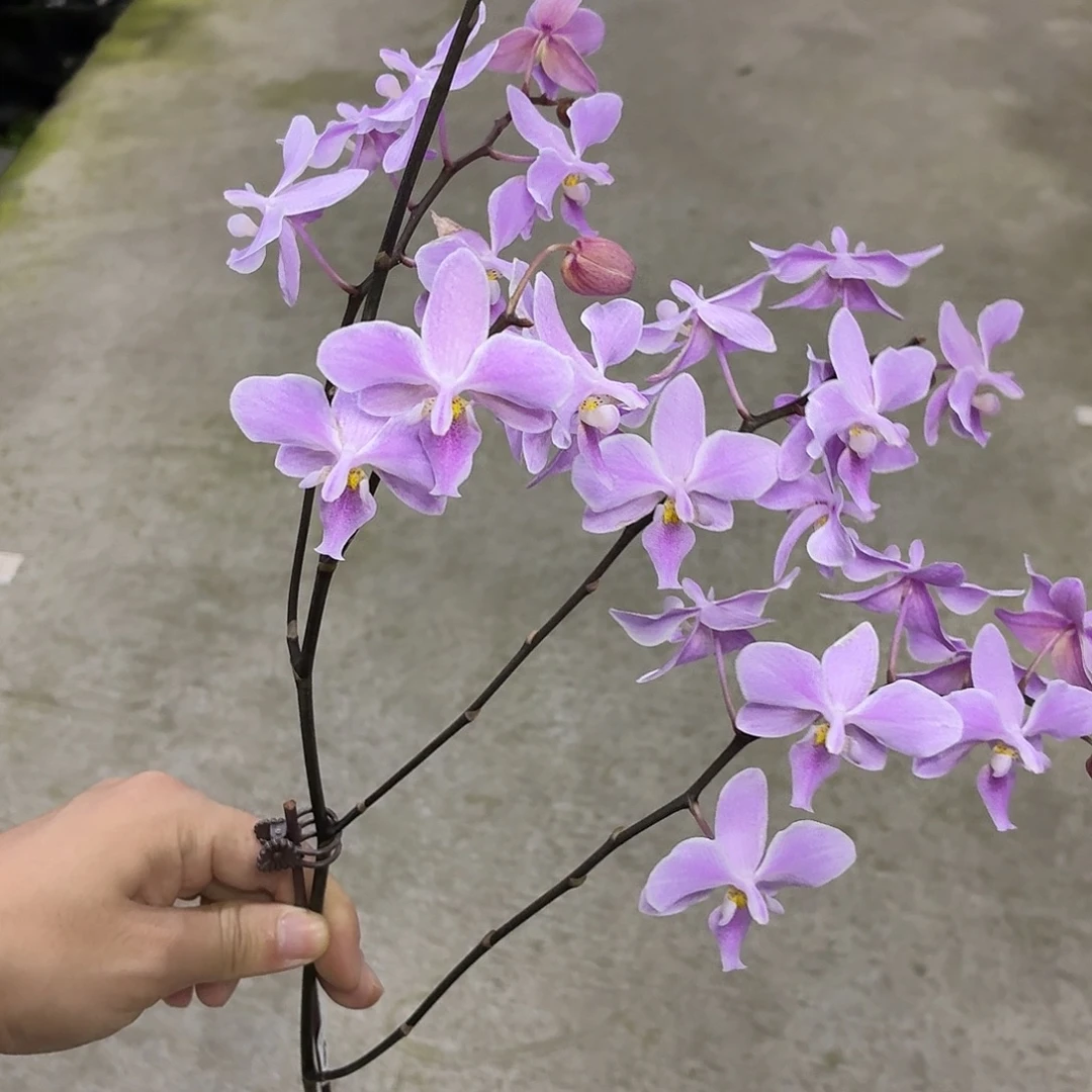 当前无花朵，栽培后可花朵A2228yss1156