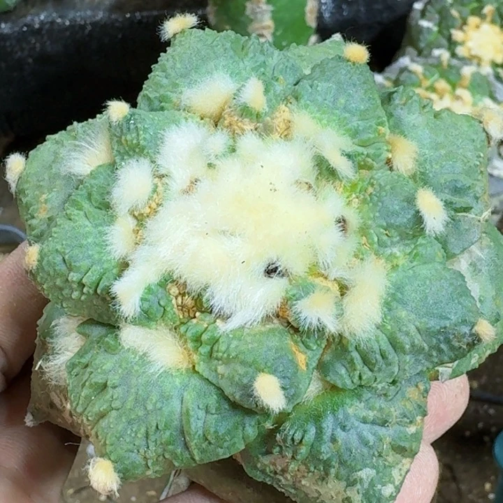 福利苗接怒杂大牡丹495