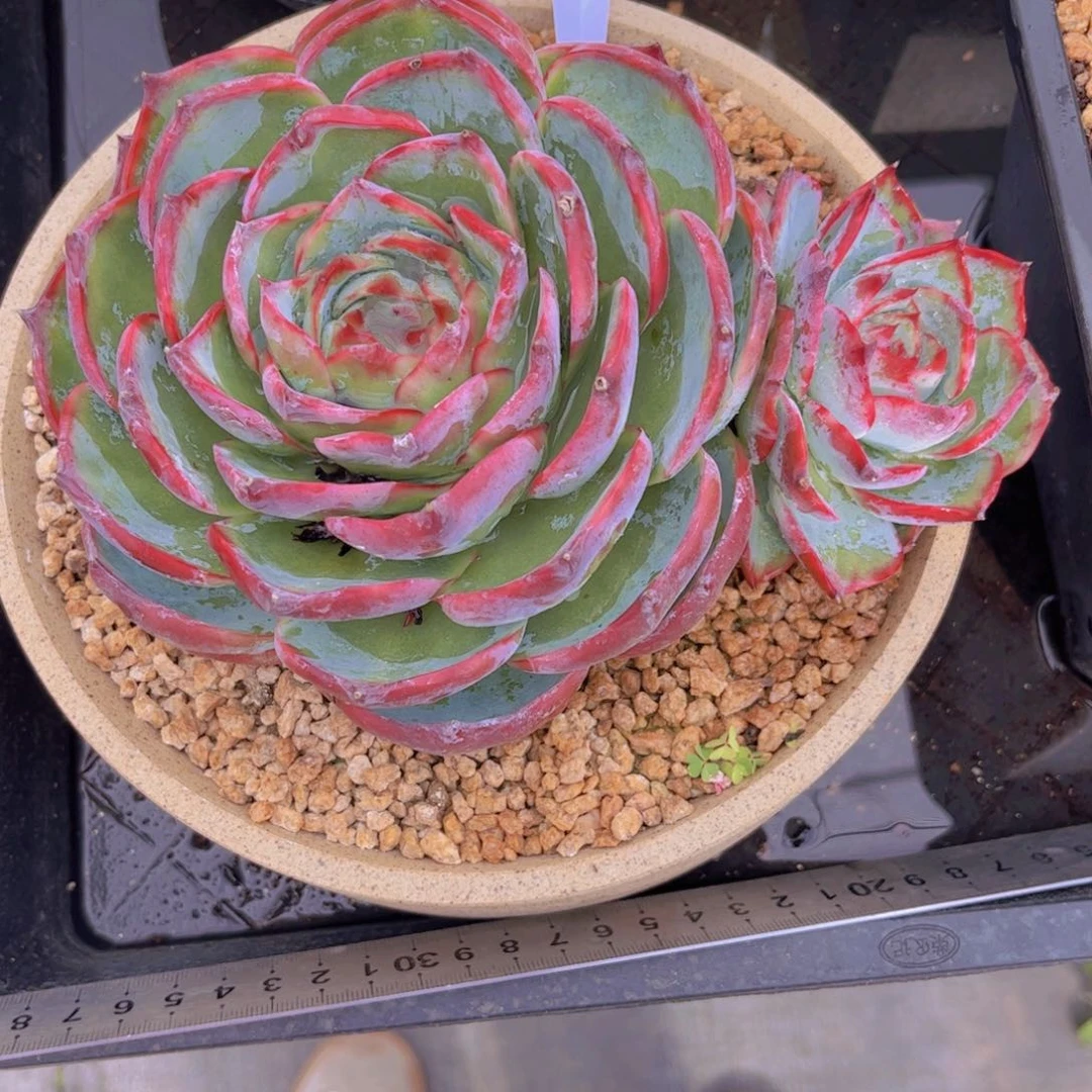 K***゛惊鸿仙子一颗Ａ１１８号一物一拍