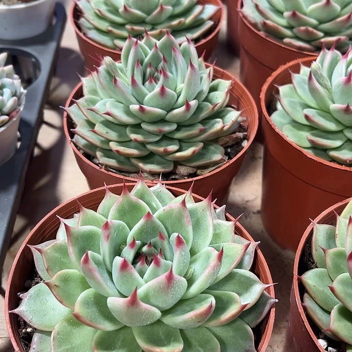 2盆超大托斯卡内利多肉植物