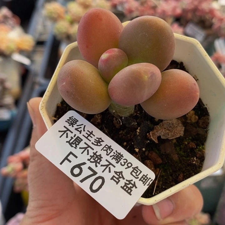 金蝉4cm670多肉植物