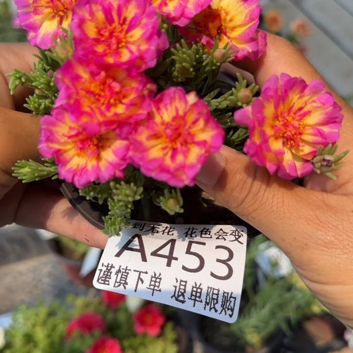 当前无花朵，栽培后可花朵A453超小苗盆口10cm