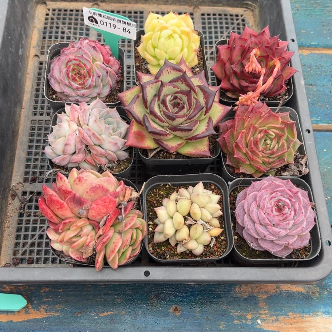 从前慢多肉精选编号0119.84