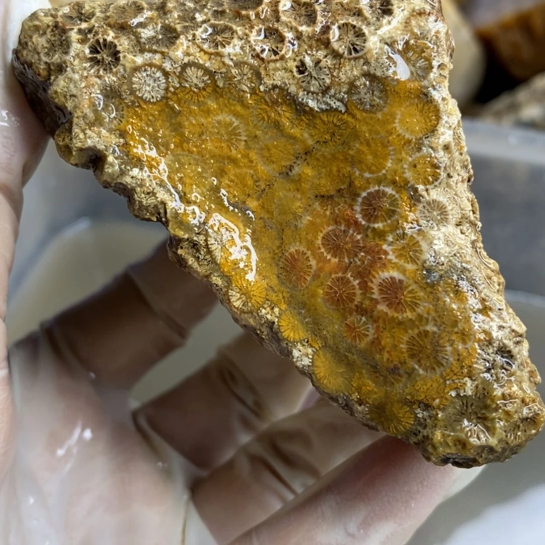 【闪购商品】硅化玉颈饰未镶嵌