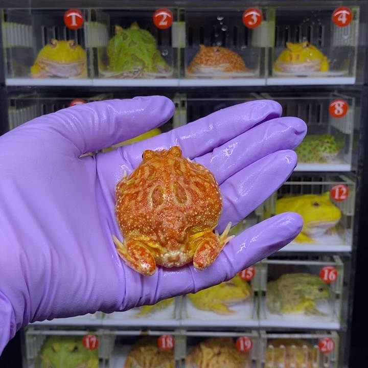 角蛙恭喜发财大吉大利