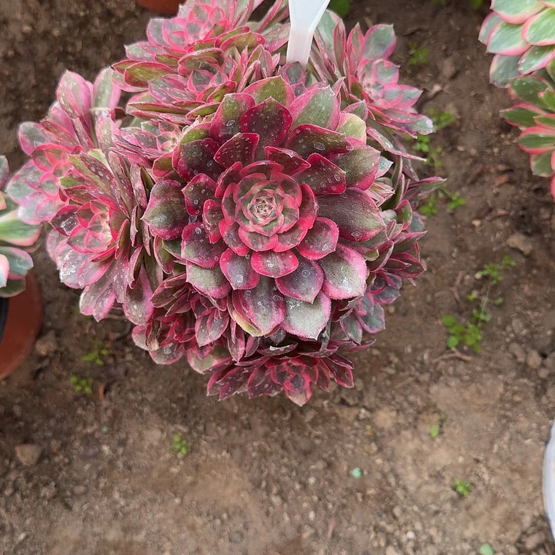 4519云荷多肉法师多肉法师