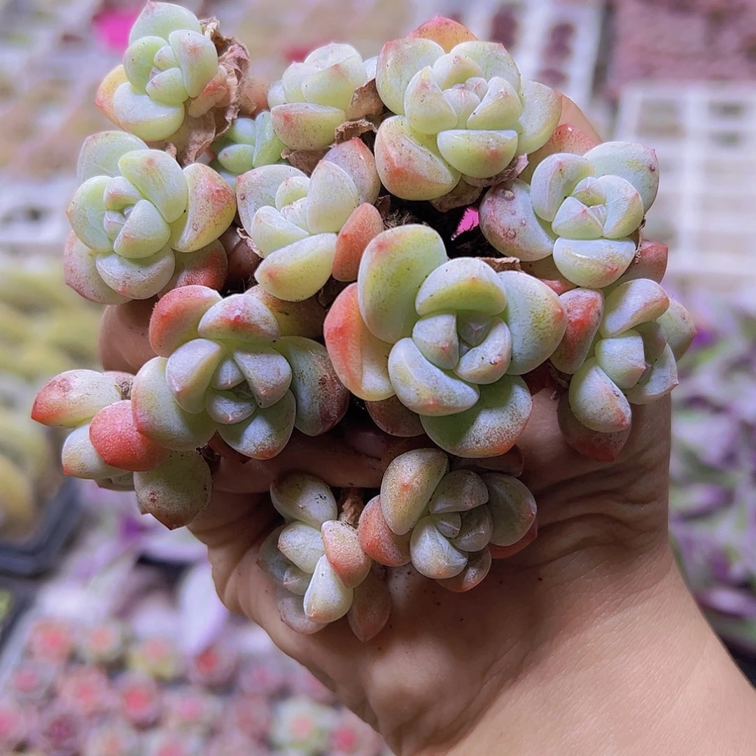 双头杆子白冰5个苗19包邮