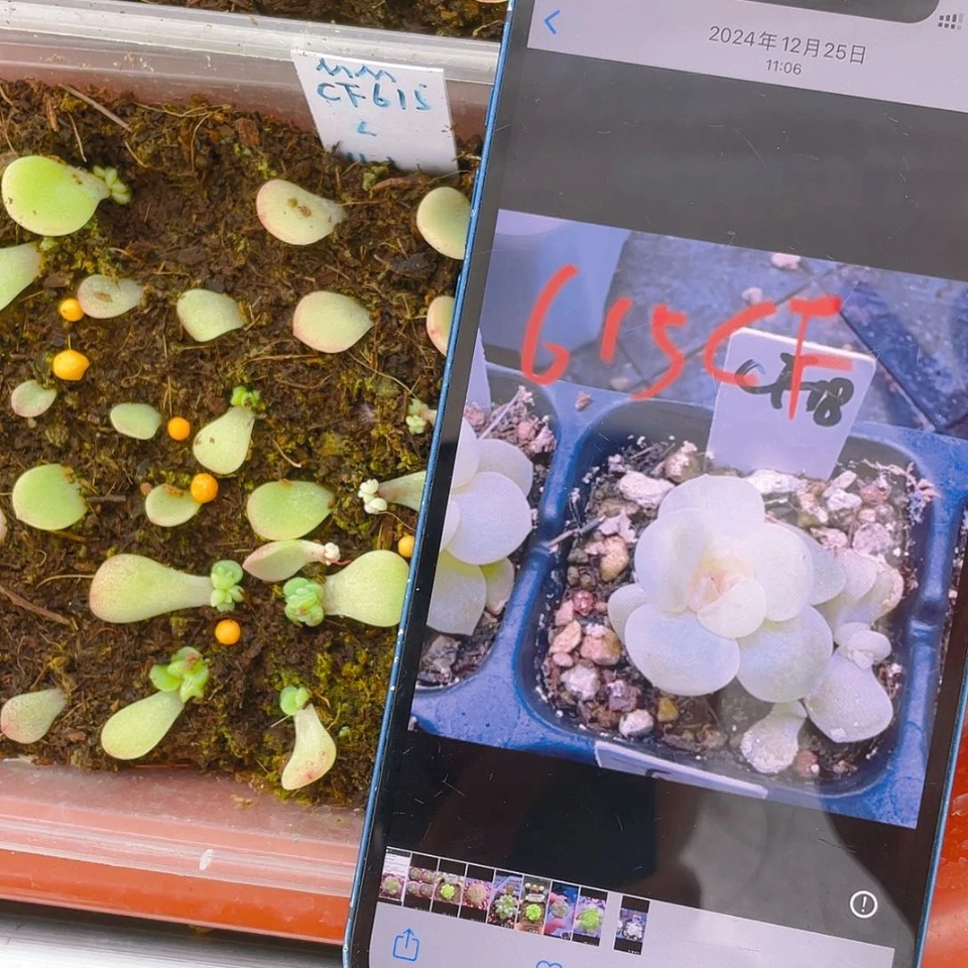 C F615 芝麻苗一个满25包邮