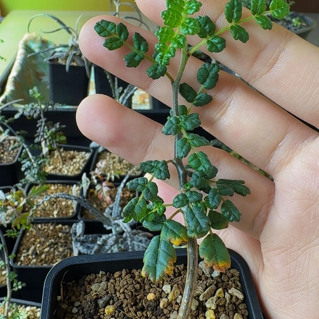 实生泡泡叶橄榄带盆土顺丰空运包邮