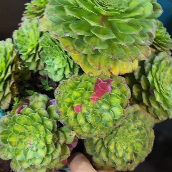 哈哈多肉葡萄福利5328个