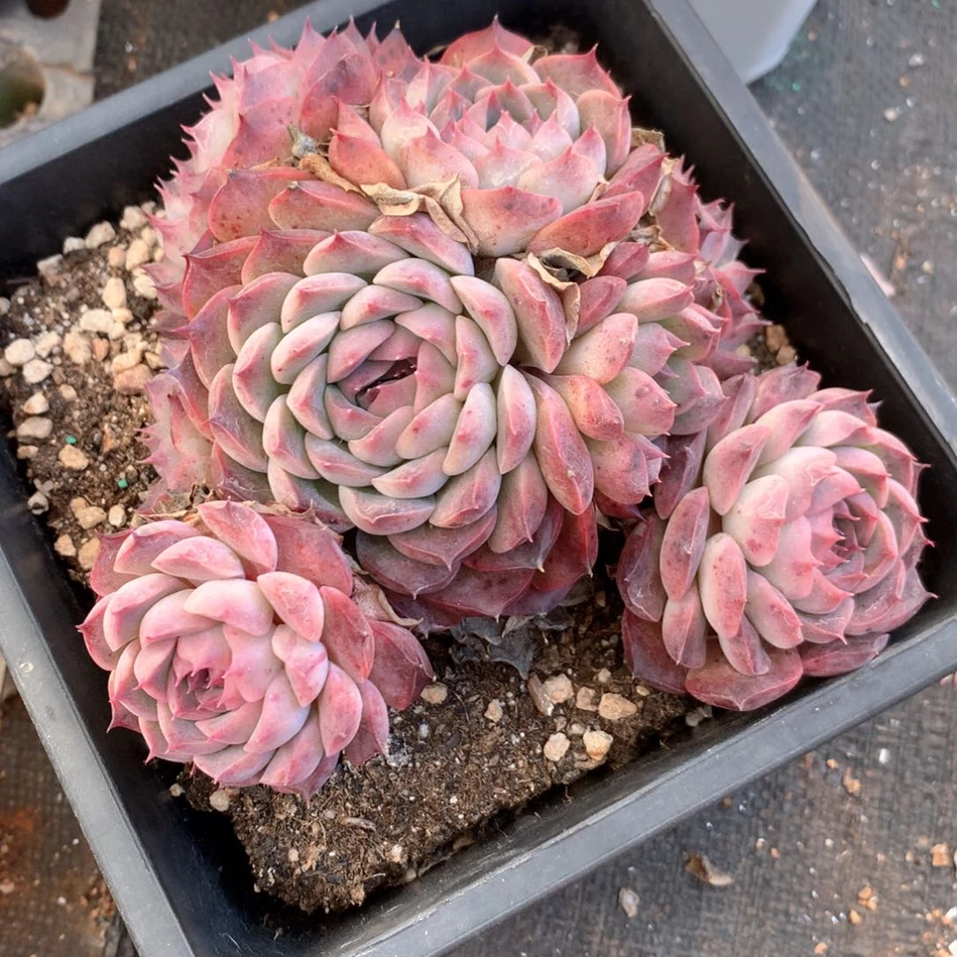 水****54350杂交多肉植物基地