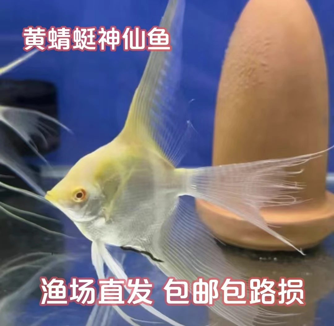精品黄蜻蜓神仙（燕鱼）肉身尺寸4-5厘米左右2条一组（开袋不包损）