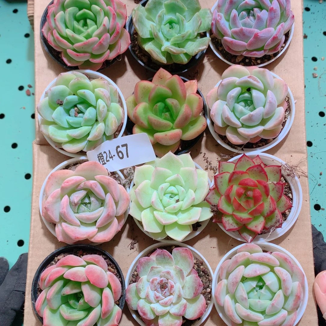 24-67一物一拍带盆18颗