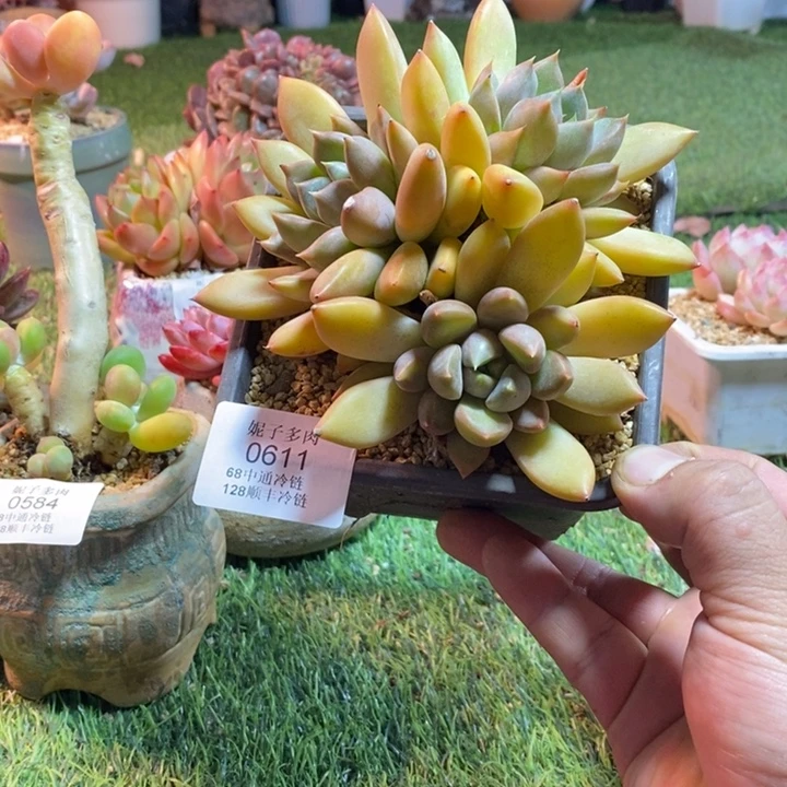 0611啊啊啊啊啊啊啊啊啊啊啊啊