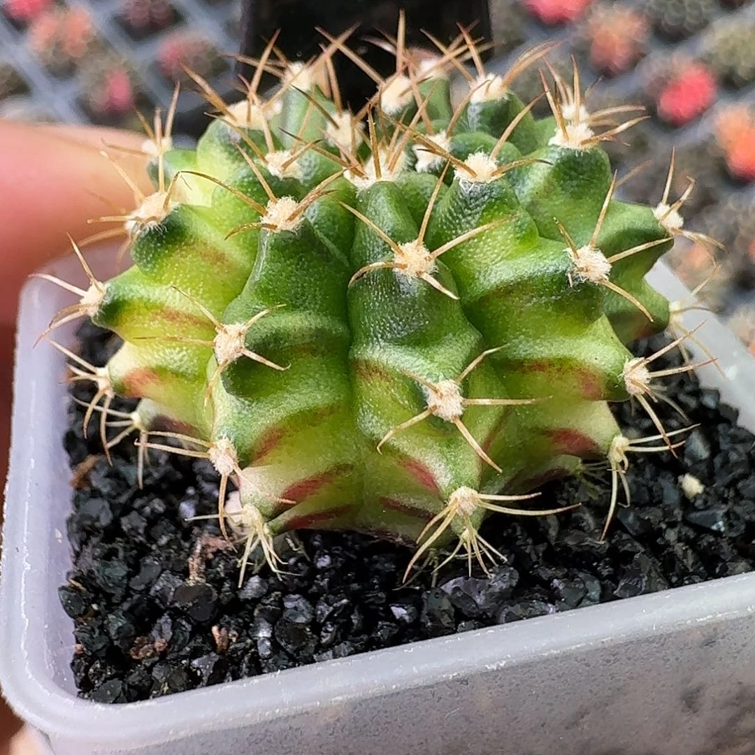 米哈诺维奇仙人球10