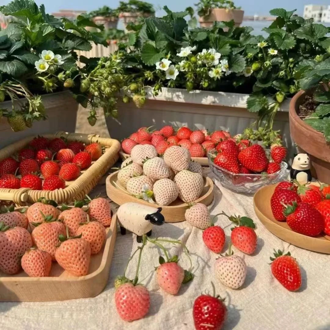 新品种奶油脱毒穴盘草莓苗盆栽大苗庭院种植特大南北方当年结果