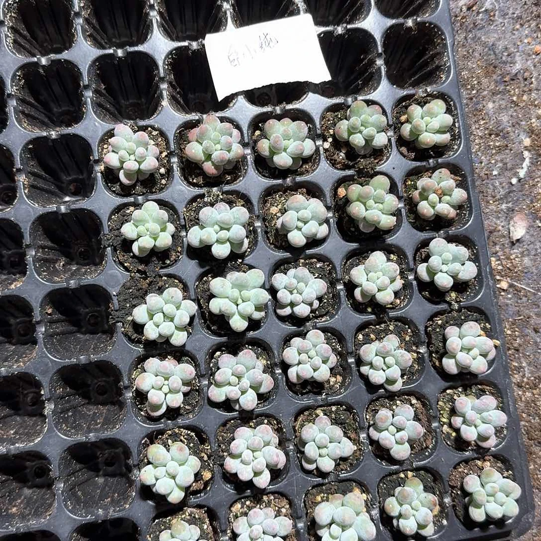 白小纯一物一拍专拍链接