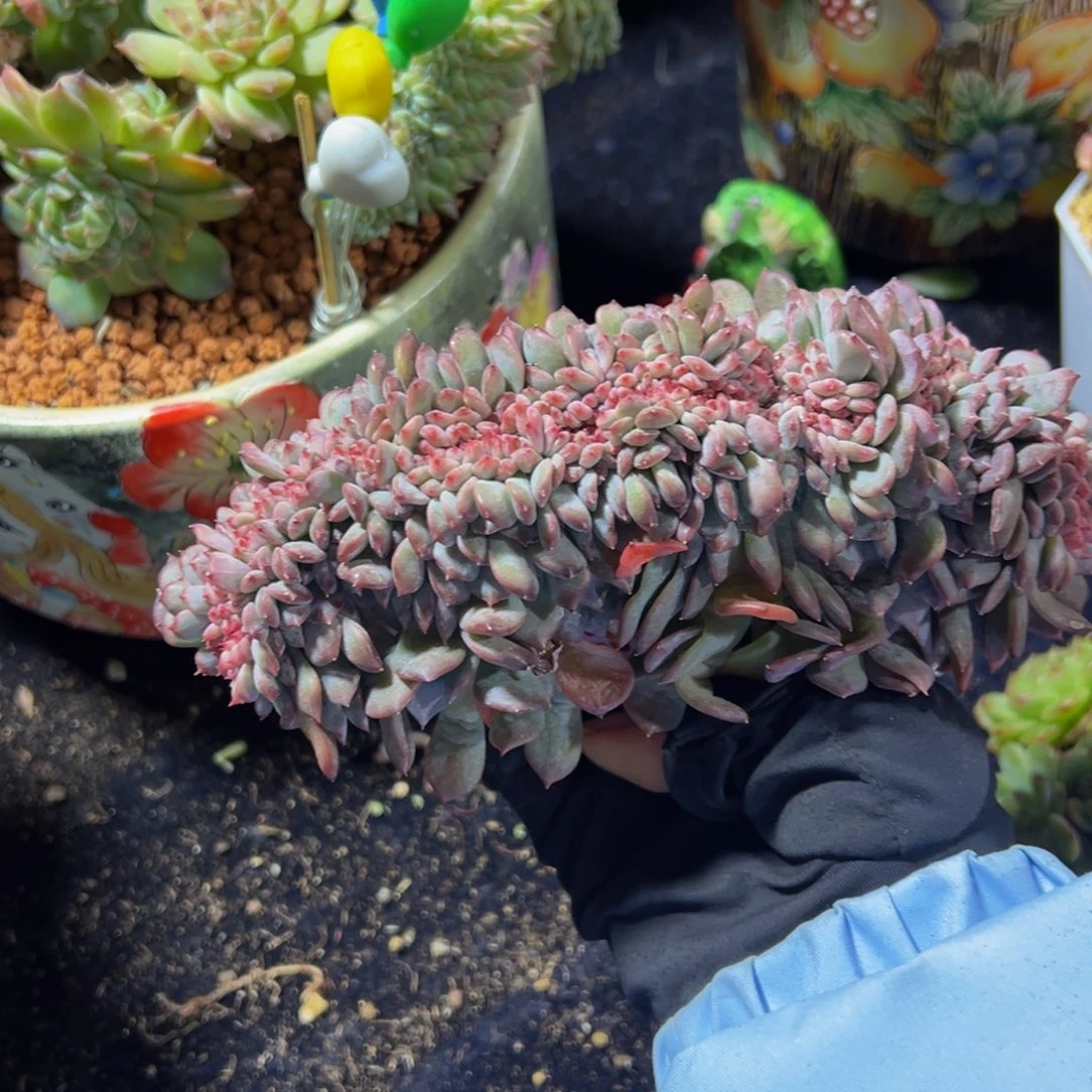 芒***爷琥珀缀555 天天开心