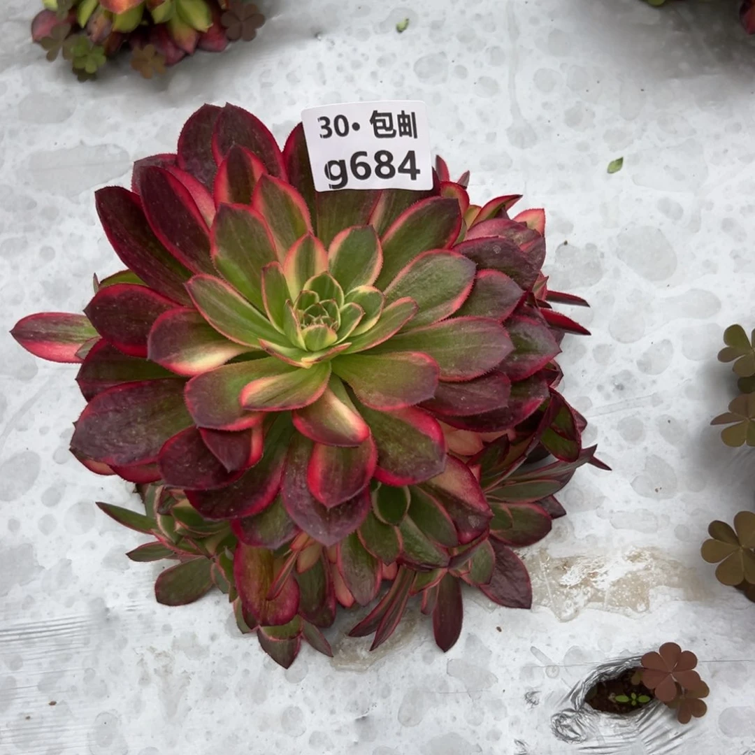 684黑魔锦多肉法师