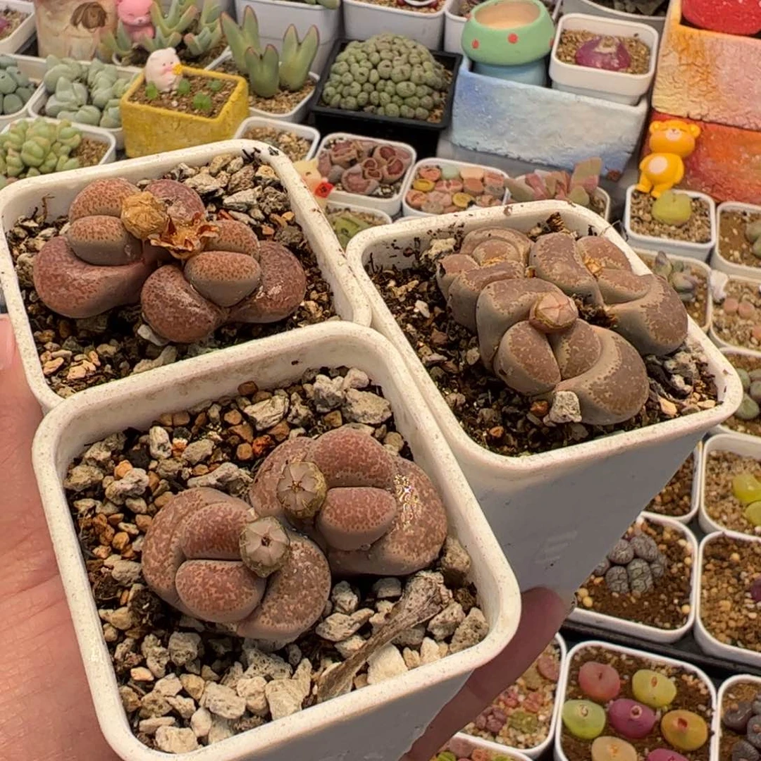 115多肉植物组合