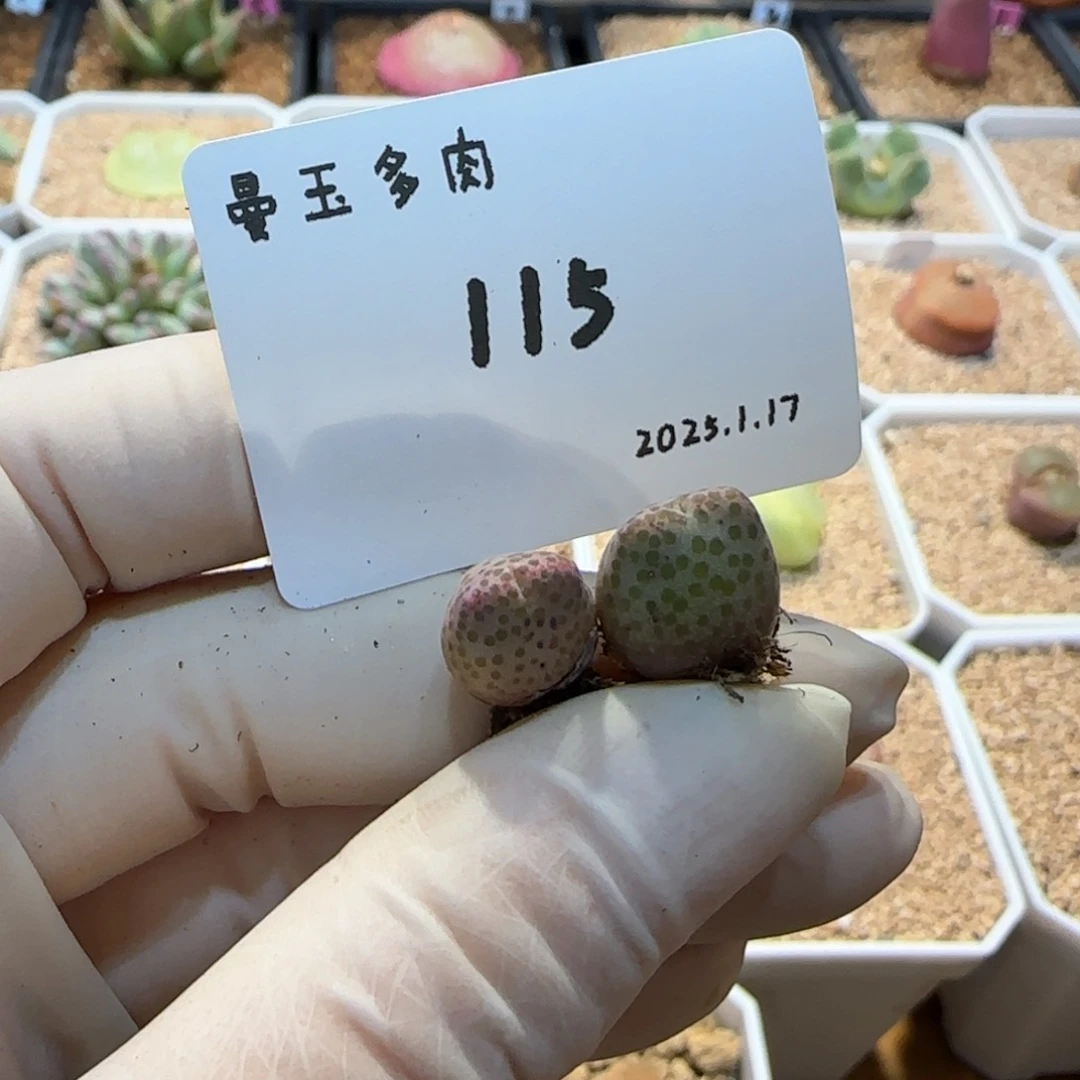 D**.多肉多肉多肉1.17-115