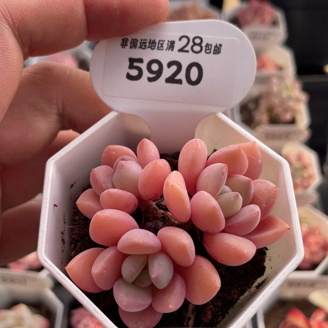 白鹭5920-6.5厘米