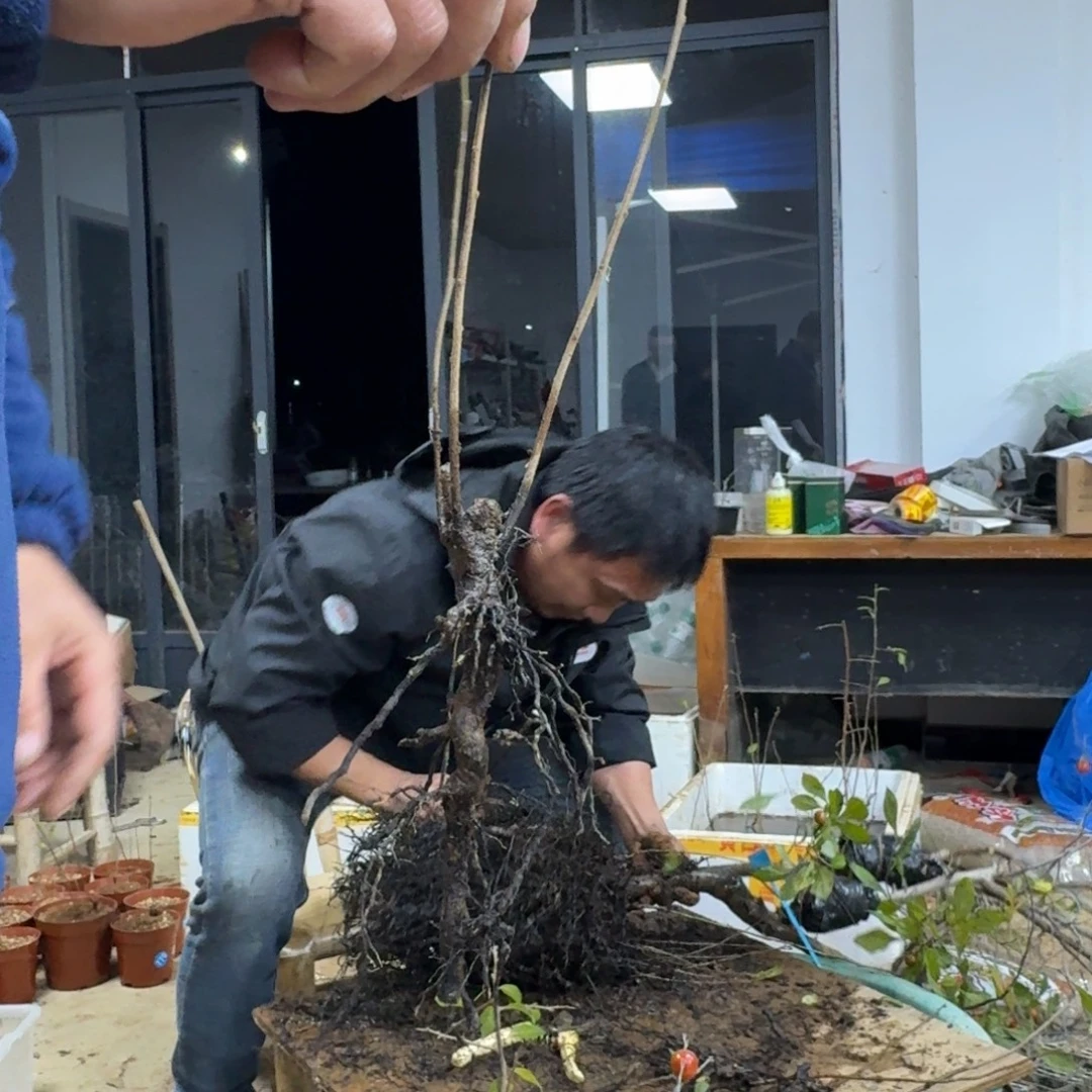 王***k无花朵772顺丰到付不包邮