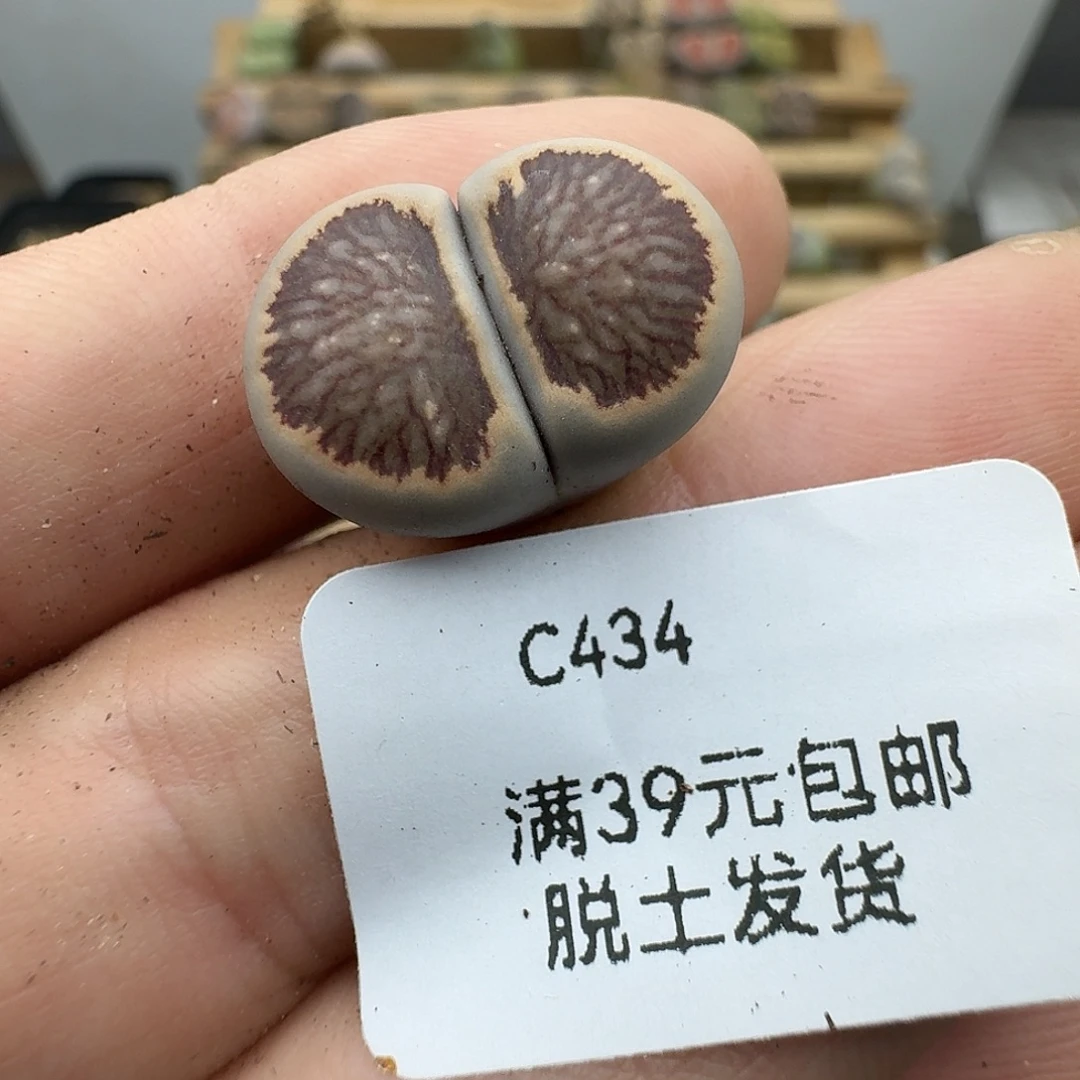 434多肉哈哈哈哈哈哈