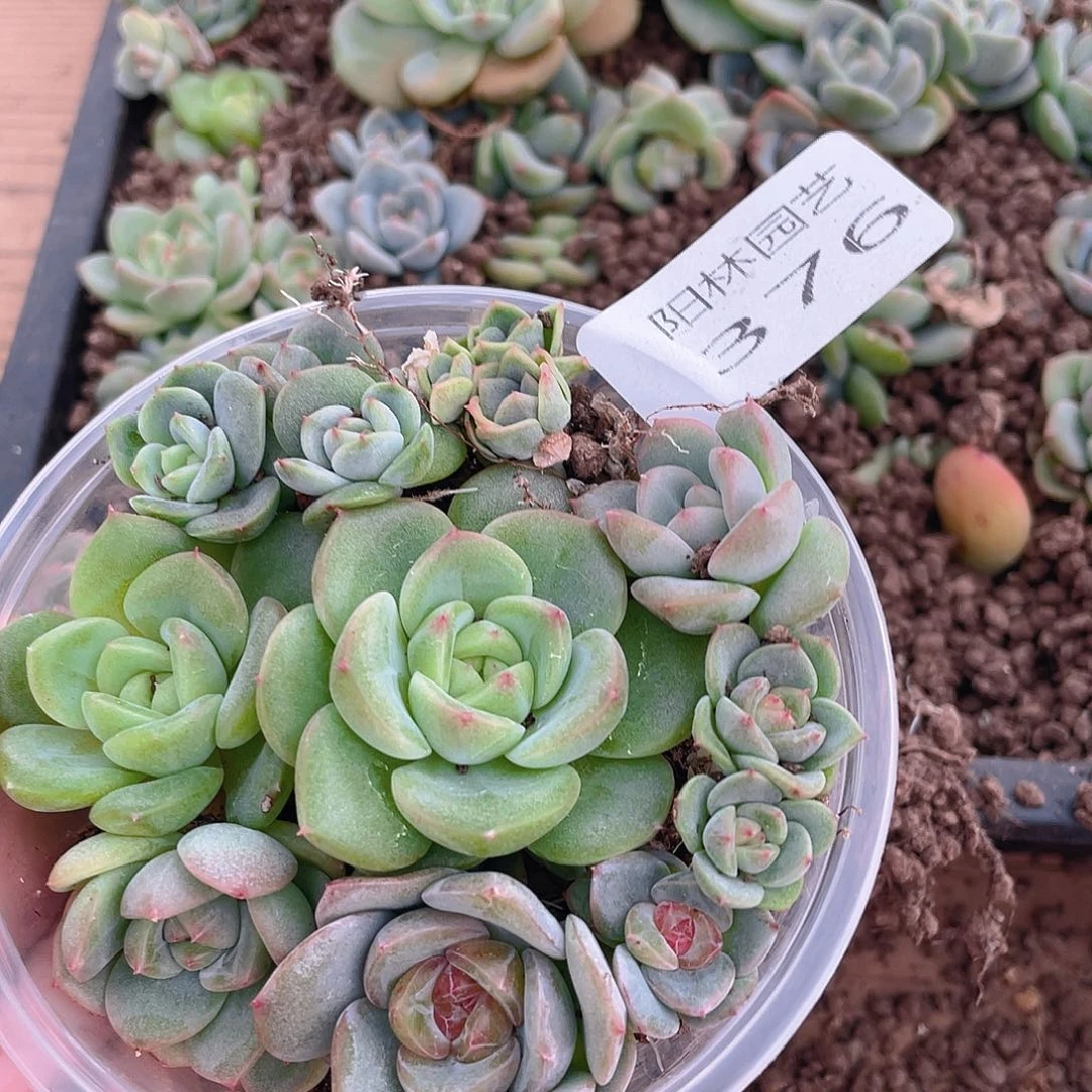 多肉植物多肉植物376
