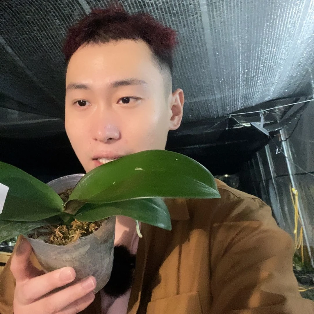 无花朵哈根达斯蝴蝶兰