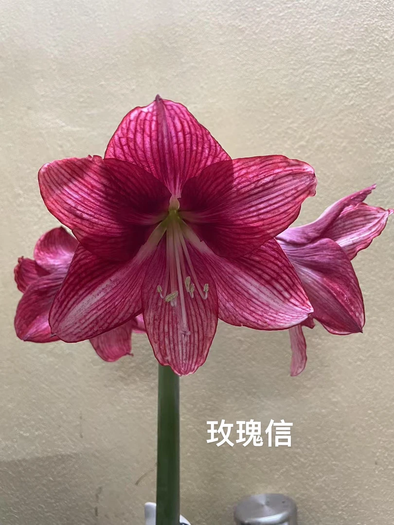 S孤挺花园 玫瑰信 裸球