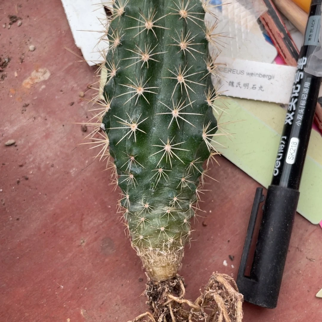 鹿角柱实生仙人球白花绯虾