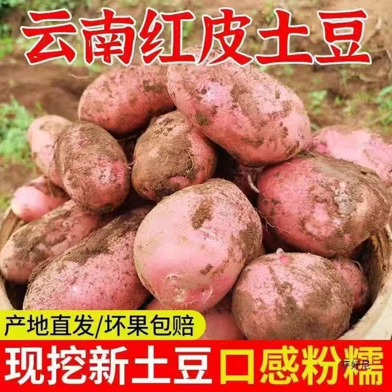小迪云南红皮土豆高山露天种植红皮黄心土豆粉糯现挖现发
