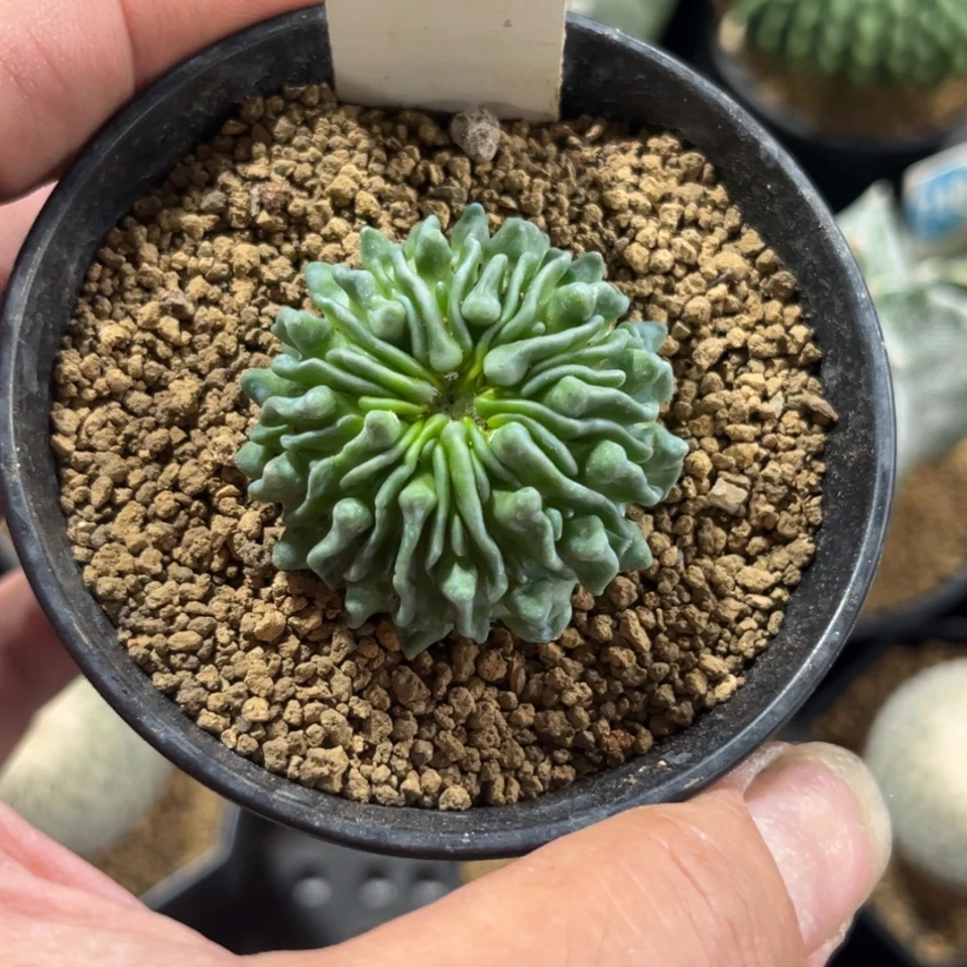 510蝌蚪球带盆带土