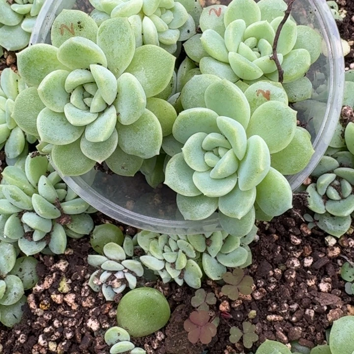 称***心104财富二饭盒一组五颗