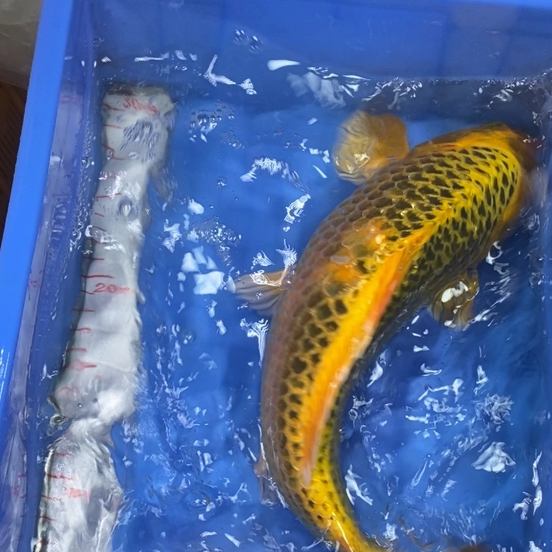 锦鲤冷水金龙包邮