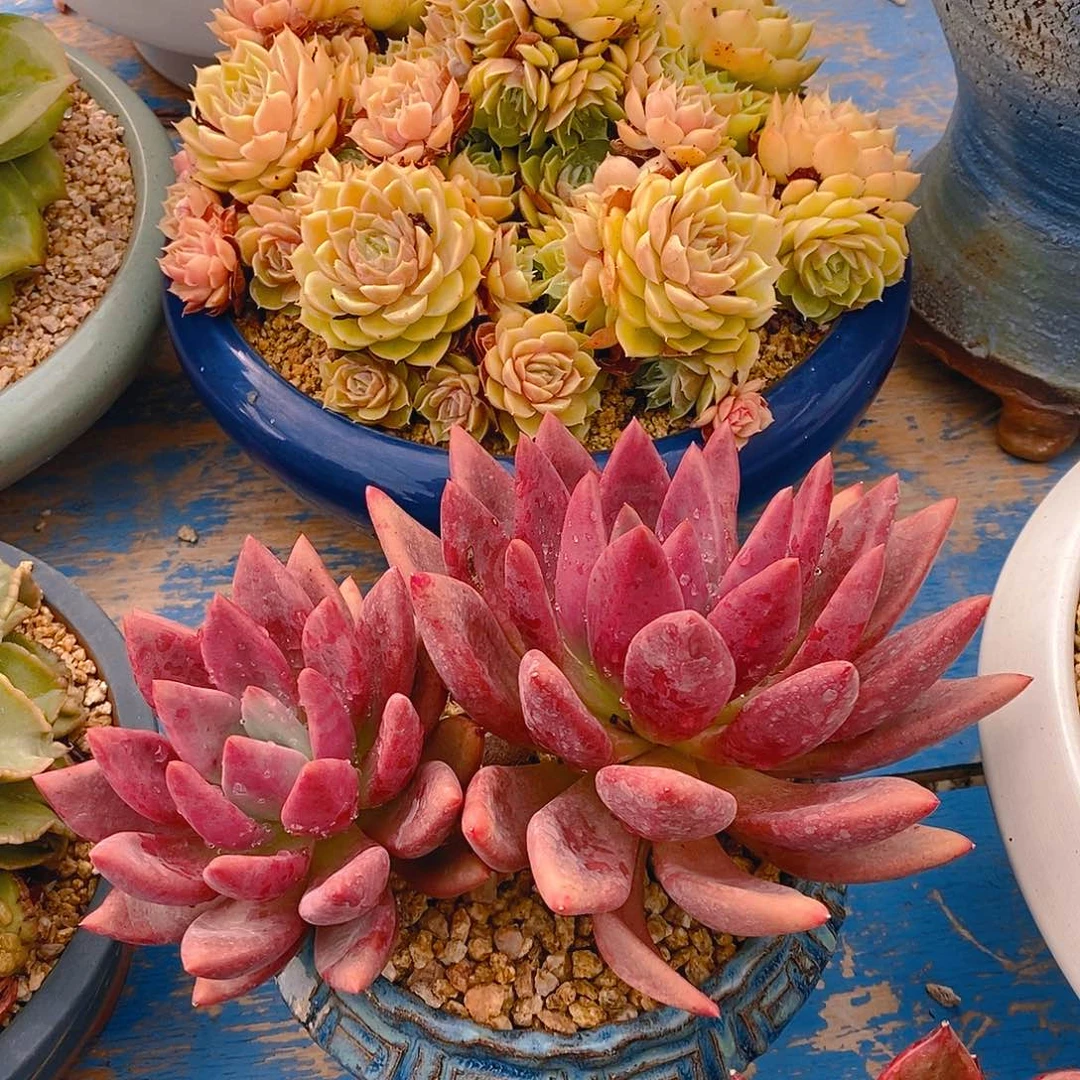 桃花源不带盆包邮，，，，，