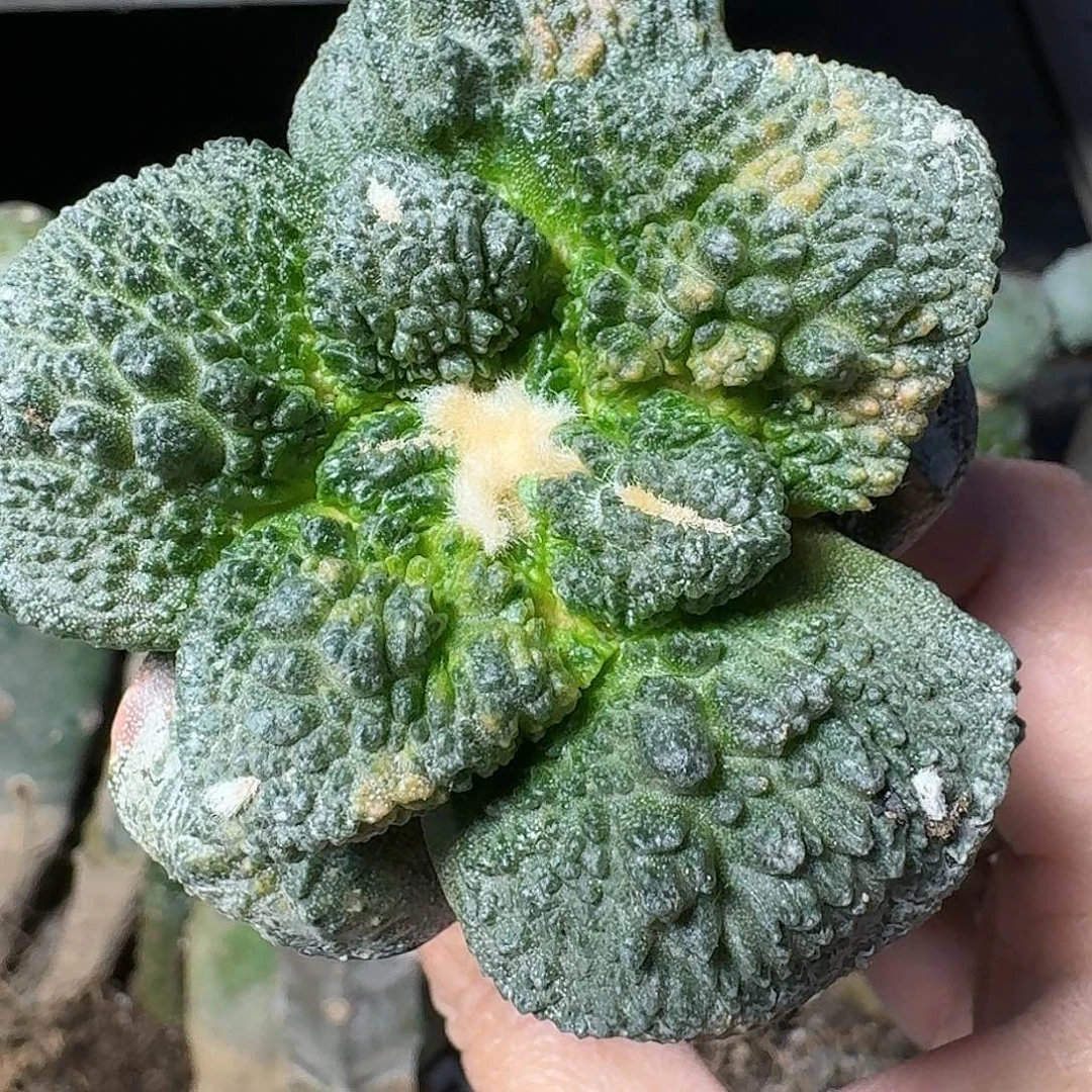 L***e无花朵菜花散斑锦249