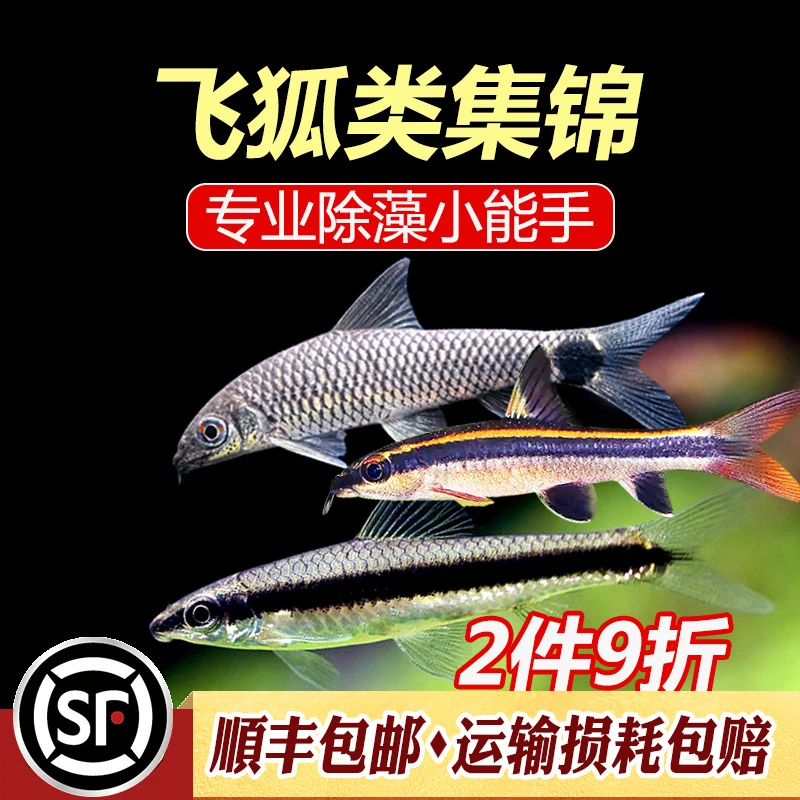 飞狐工具鱼集锦黑线飞狐金线小猴飞狐除藻能手丝毛藻擦缸利器活体