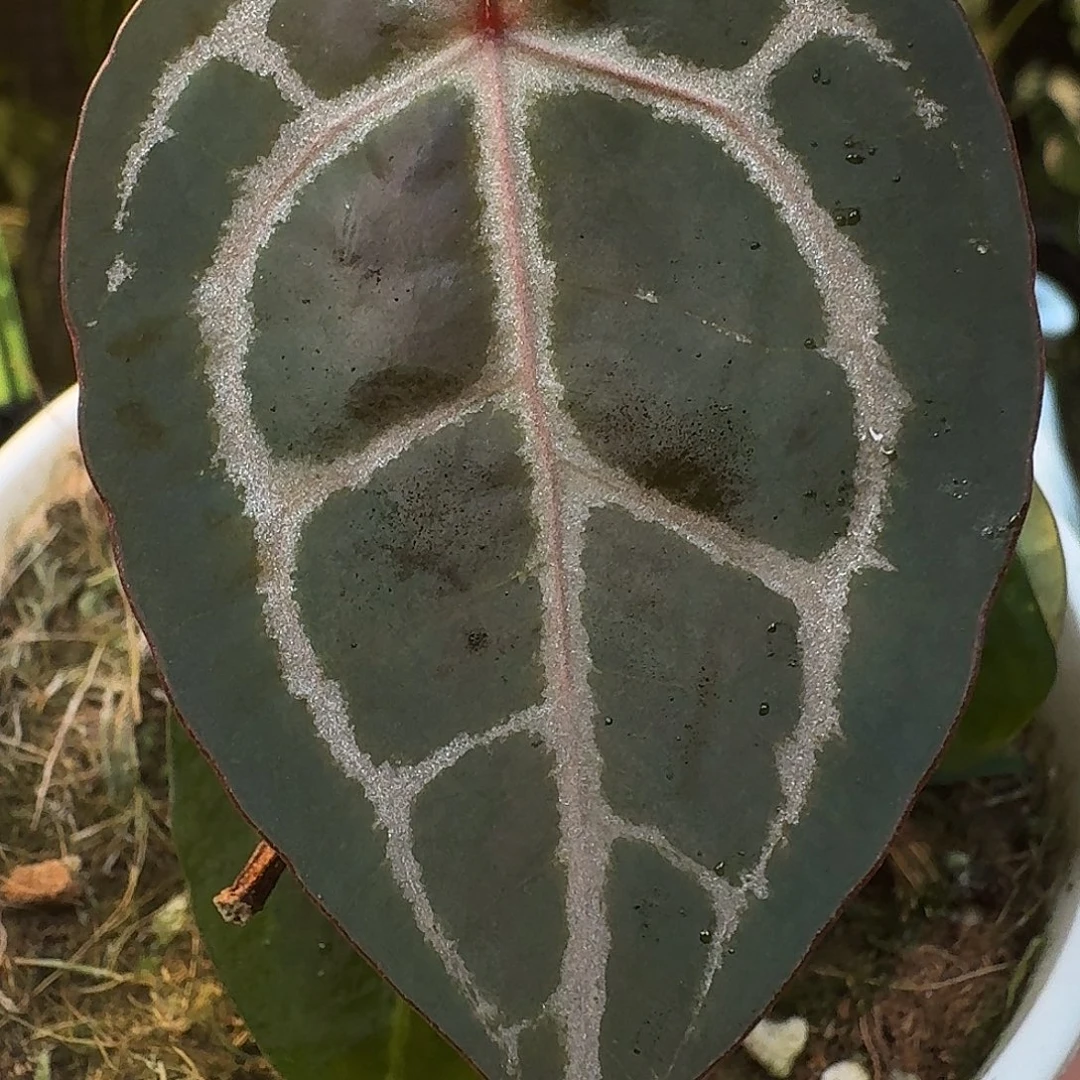 不开花植物K30红钻石杂米歇尔