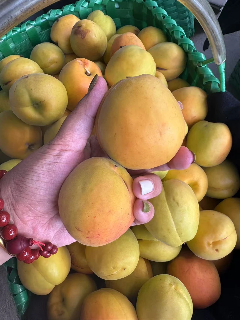 庄河正宗歇马杏中果.大果混装.省内包邮